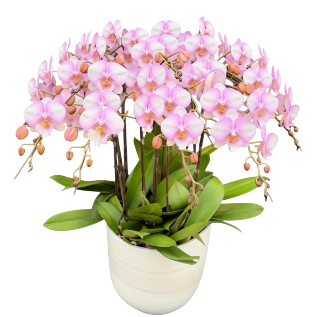 蝴蝶蘭花-夢幻天使陶瓷001【八苗八梗】