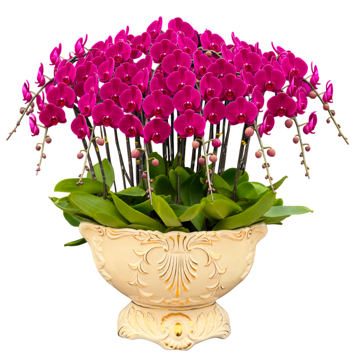 蝴蝶蘭花-大辣椒陶瓷014【十六苗十六梗】