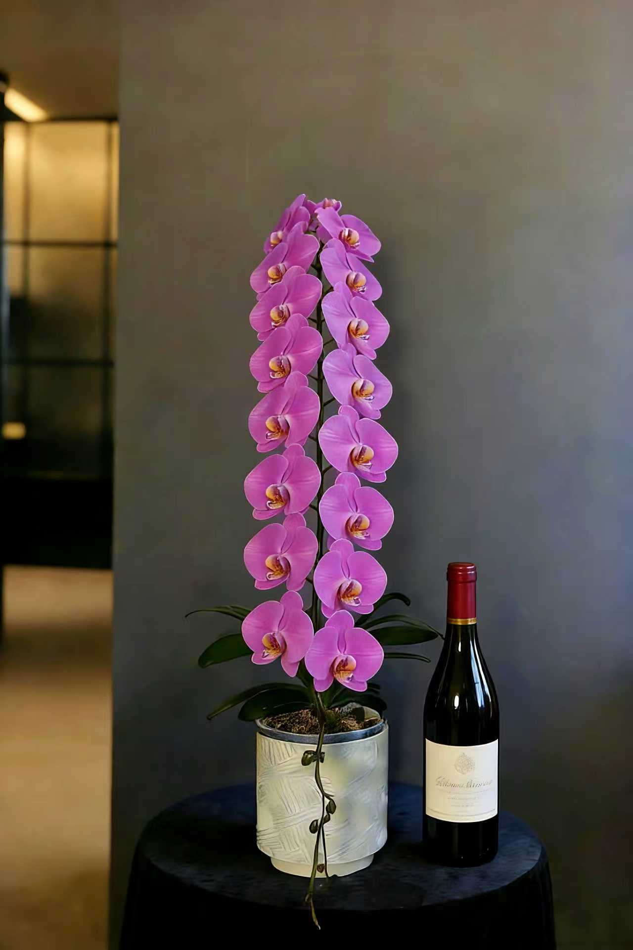 蝴蝶蘭花-粉寶圖【龍蘭】