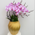 Phalaenopsis Orchid - Pink Lady Ceramics 8352 [Ten Seedlings, Ten Stems]