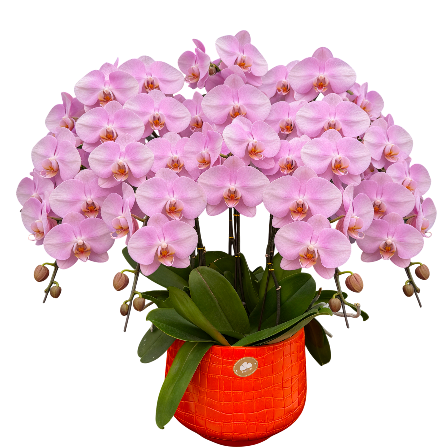 蝴蝶蘭花-女朋友陶瓷8039【八苗八梗】