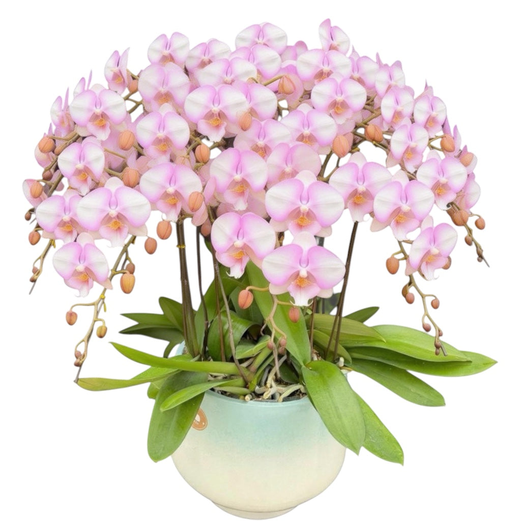 蝴蝶蘭花-夢幻天使氧化鎂8044【八苗八梗】