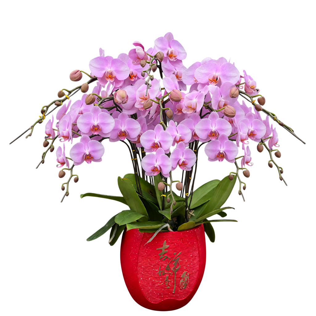 蝴蝶蘭花-女朋友陶瓷8046【六苗六梗】