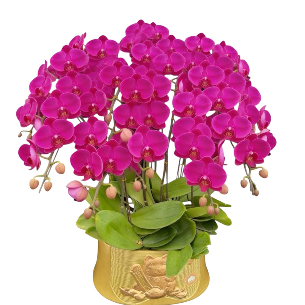 蝴蝶蘭花-紅龍氧化鎂8047【八苗八梗】