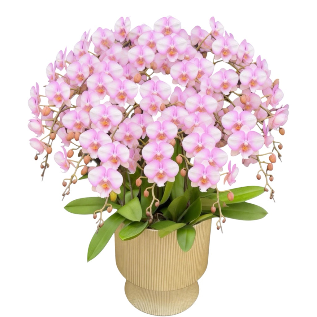 蝴蝶蘭花-夢幻天使陶瓷8121【八苗八梗】