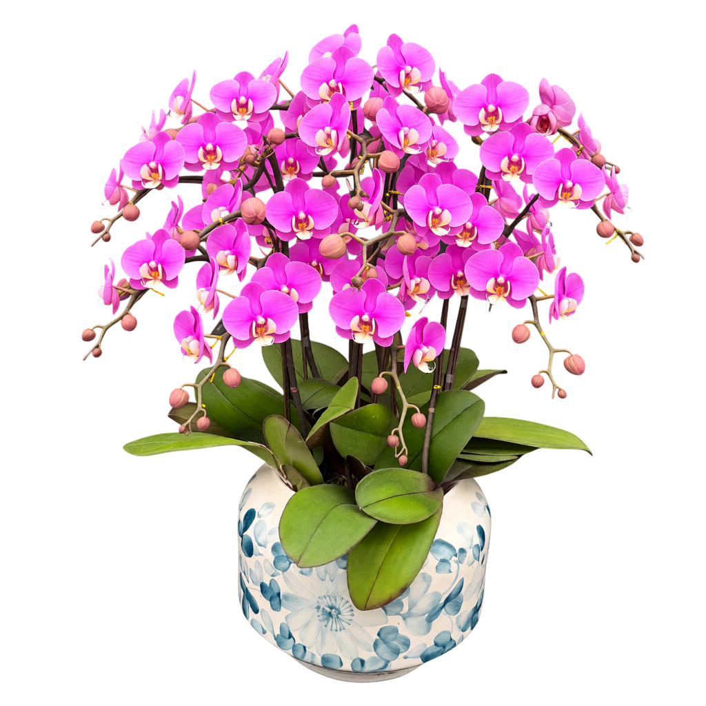 蝴蝶蘭花-安娜陶瓷8147【六苗六梗】