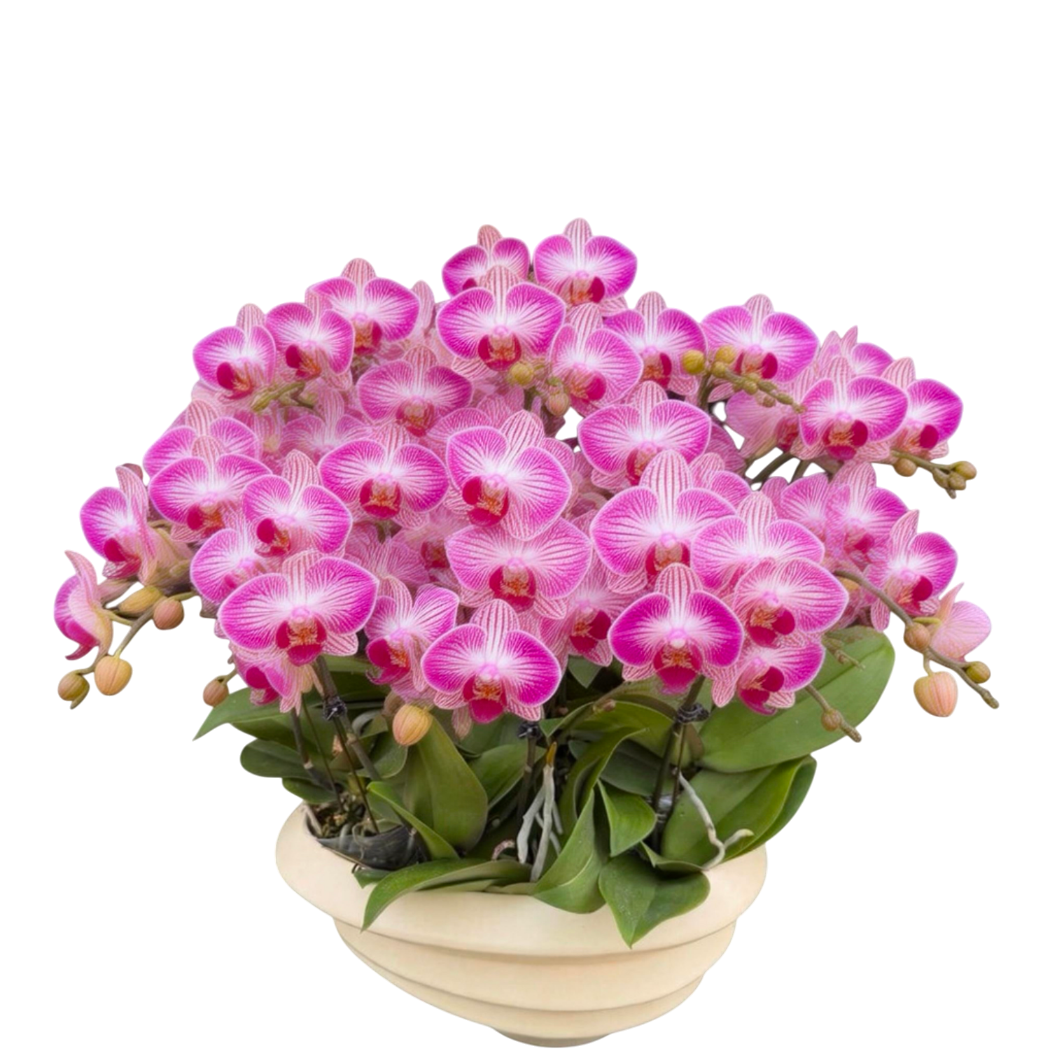 蝴蝶蘭花-天堂鳥陶瓷8164【十苗十梗】