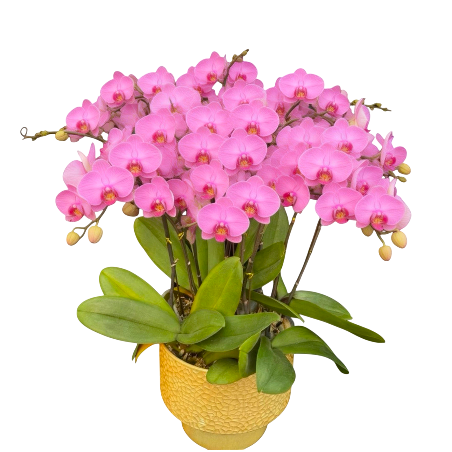 蝴蝶蘭花-明日之星陶瓷8177【五苗十梗】