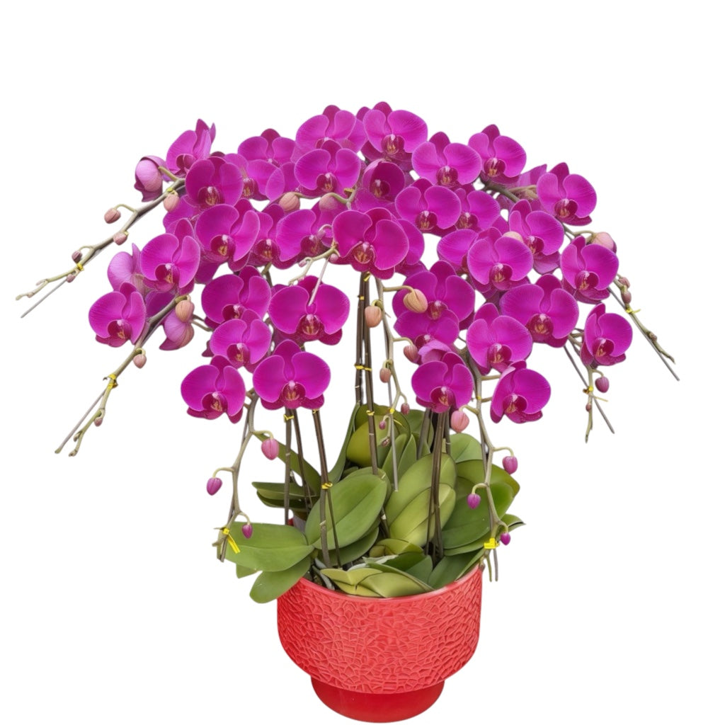 蝴蝶蘭花-紅龍陶瓷8180【八苗八梗】