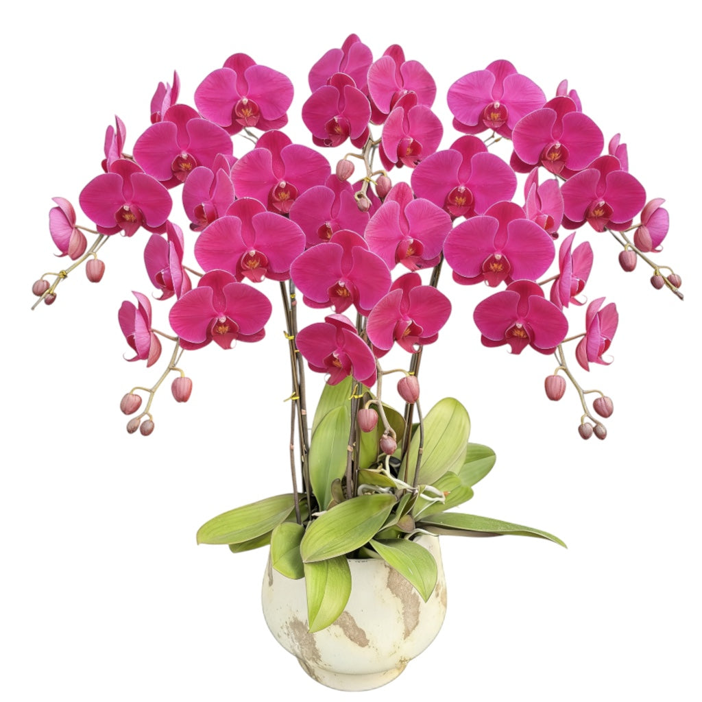 蝴蝶蘭花-大紅袍陶瓷8239【六苗六梗】