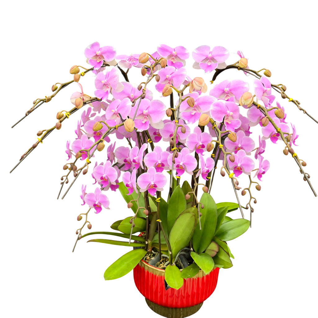 蝴蝶蘭花-夢幻婚禮陶瓷8317【八苗八梗】