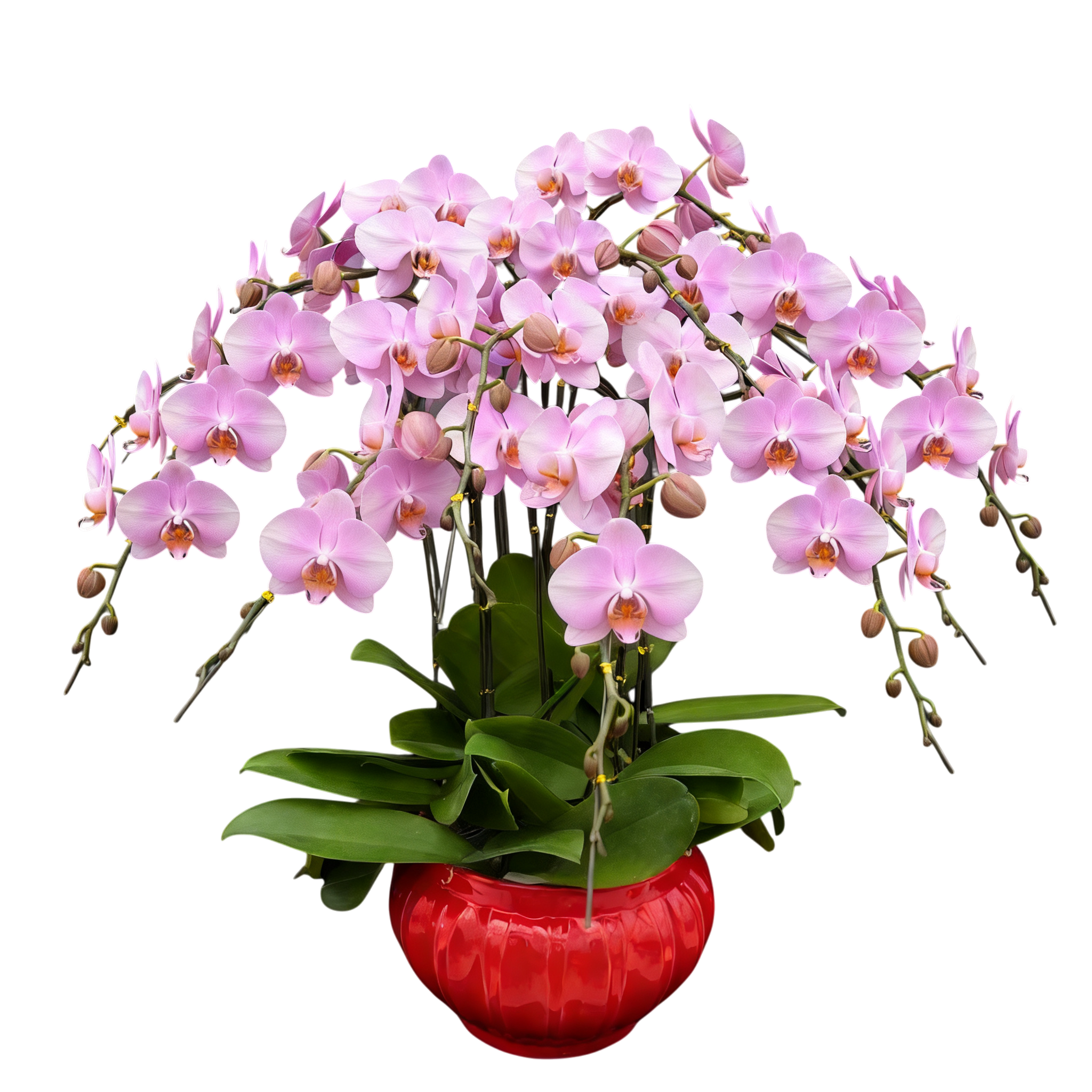 蝴蝶蘭花-女朋友陶瓷8349【八苗八梗】