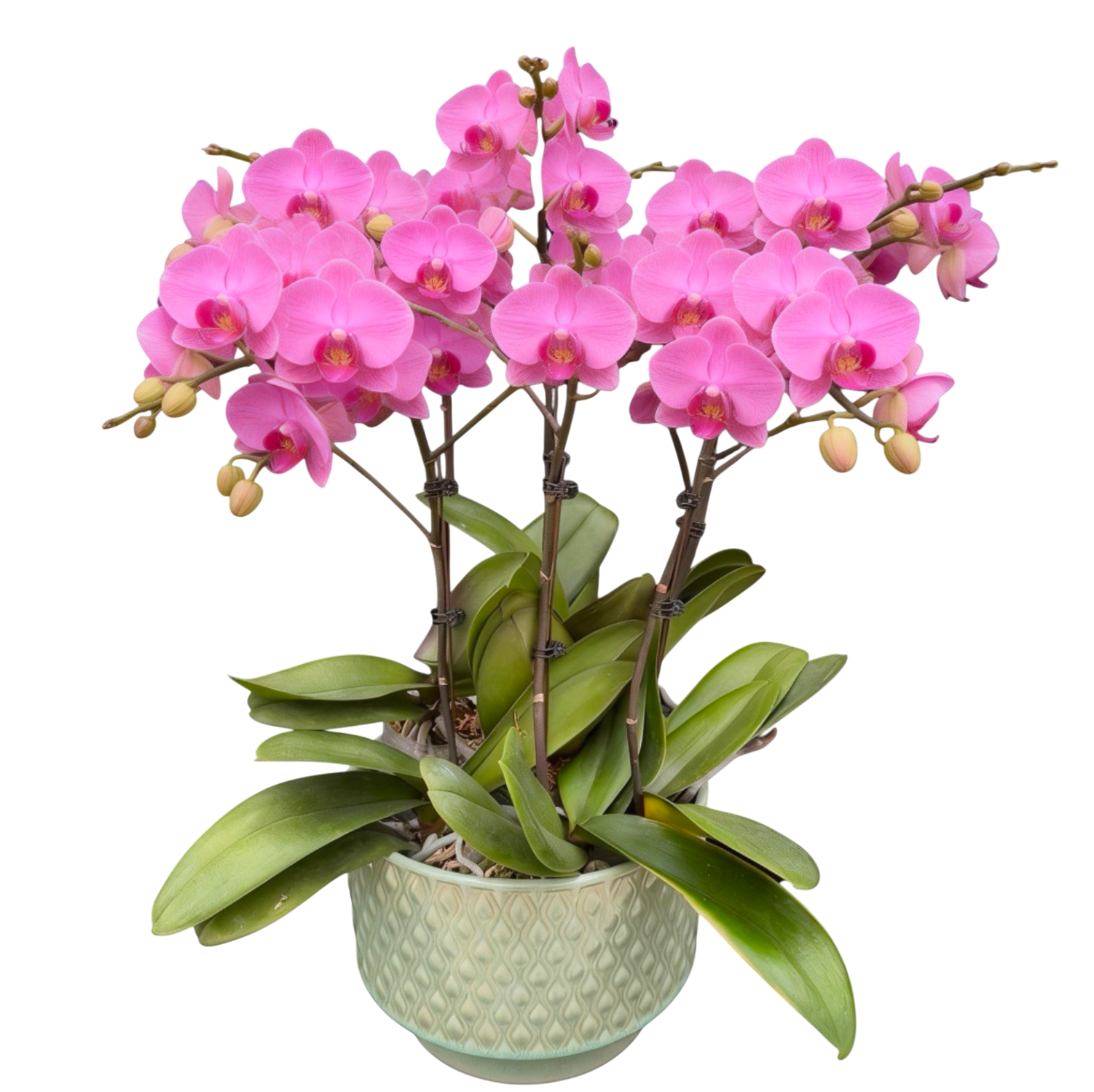 蝴蝶兰花-明日之星陶瓷8380【六苗六梗】