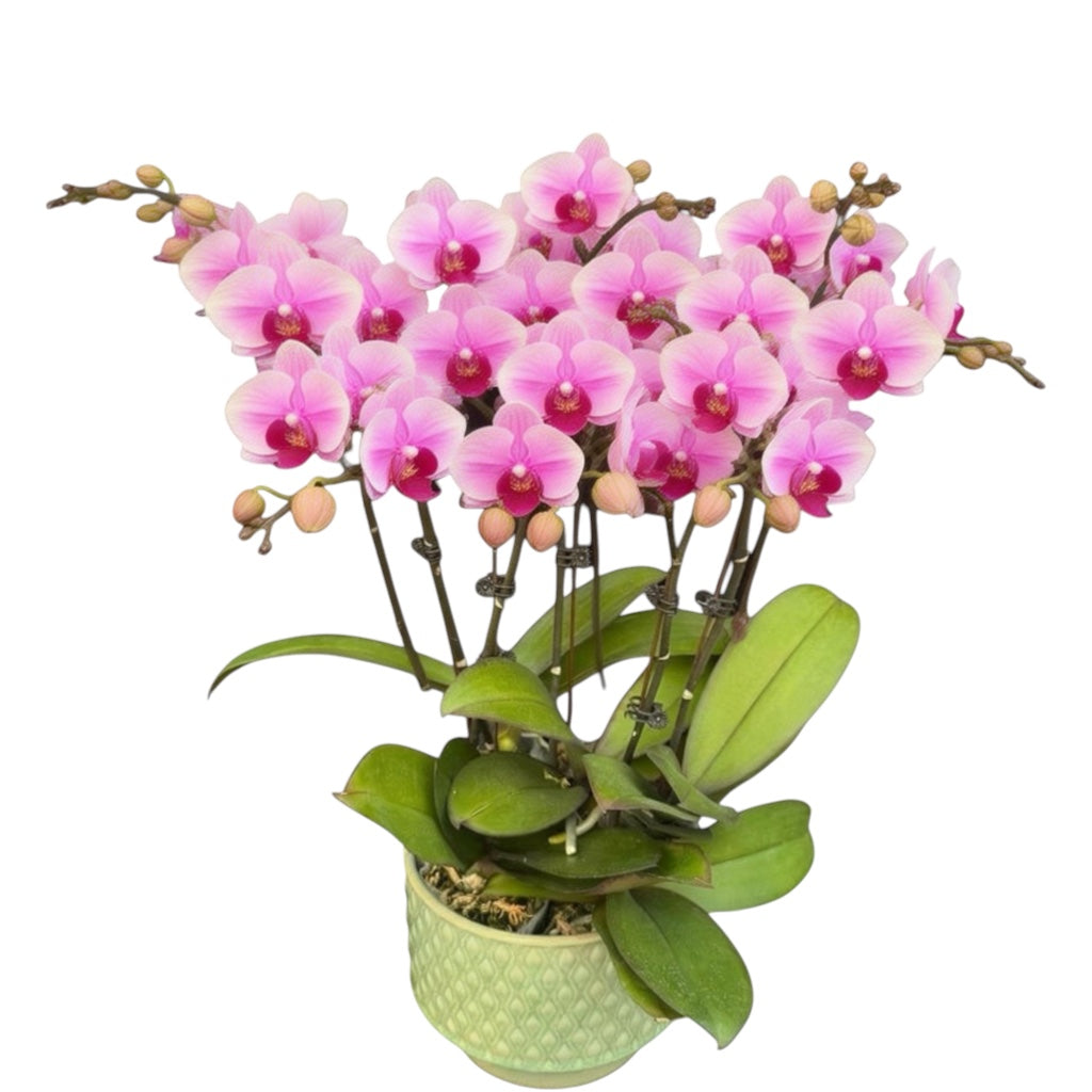 蝴蝶蘭花-第三名陶瓷8381【五苗五梗】