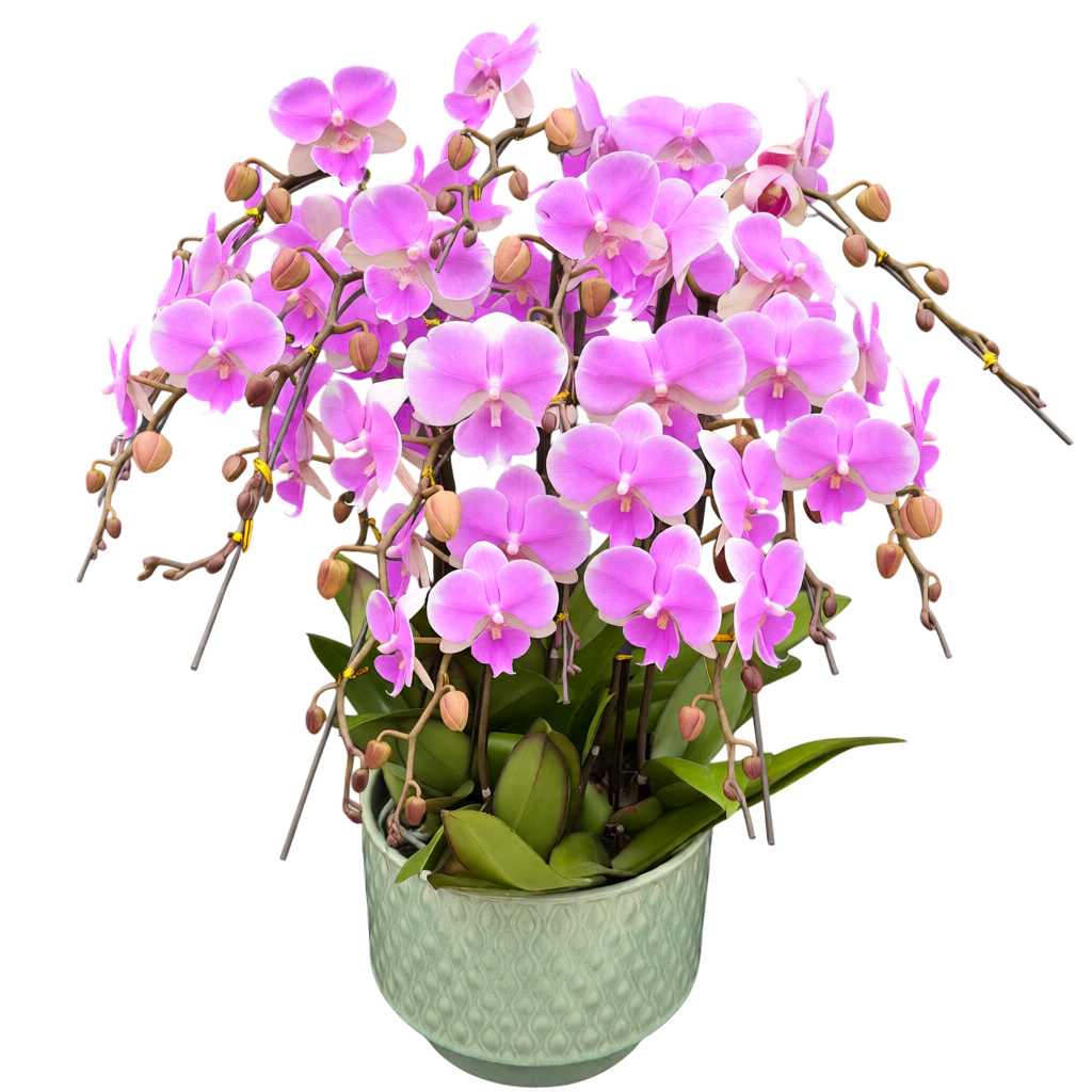 蝴蝶蘭花-夢幻婚禮陶瓷8381【八苗八梗】