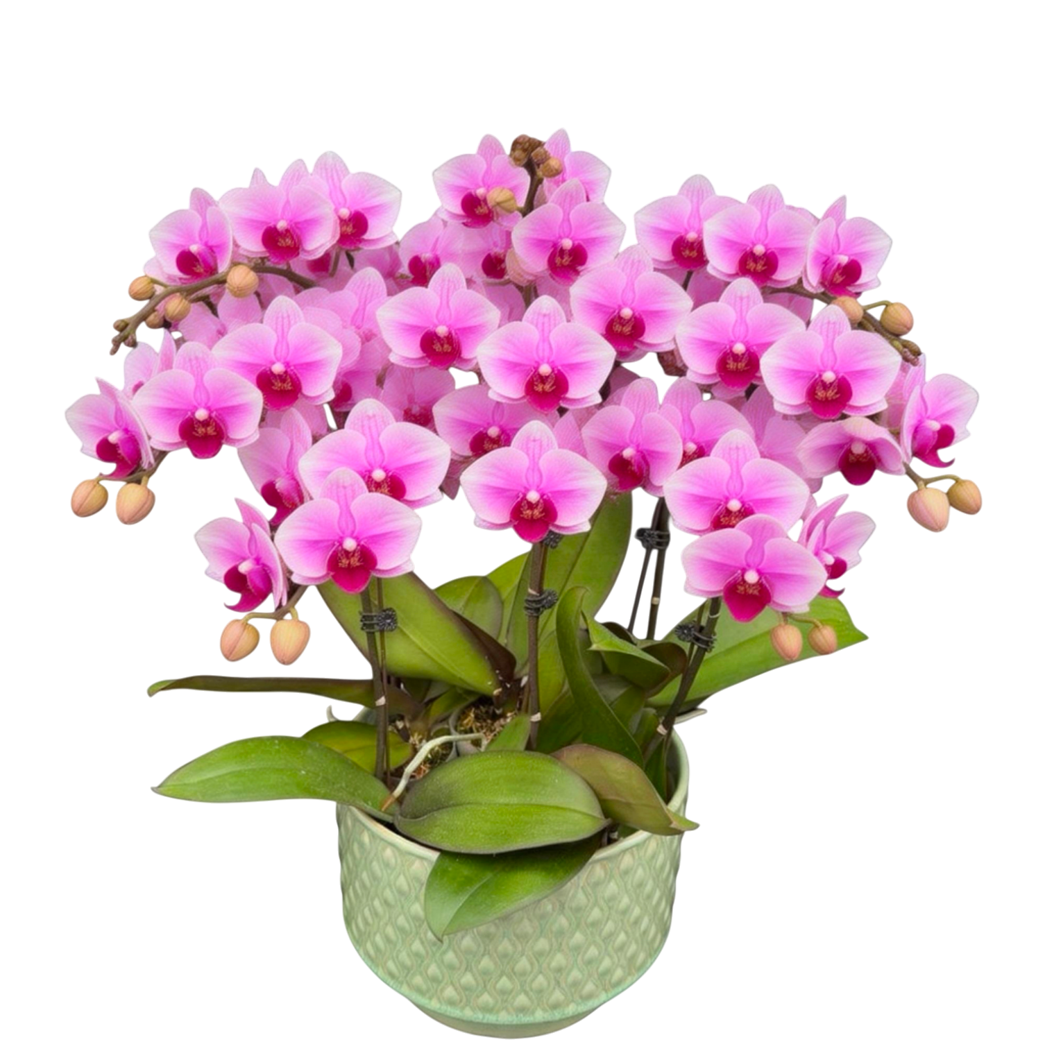 蝴蝶兰花-第三名陶瓷8381【六苗六梗】