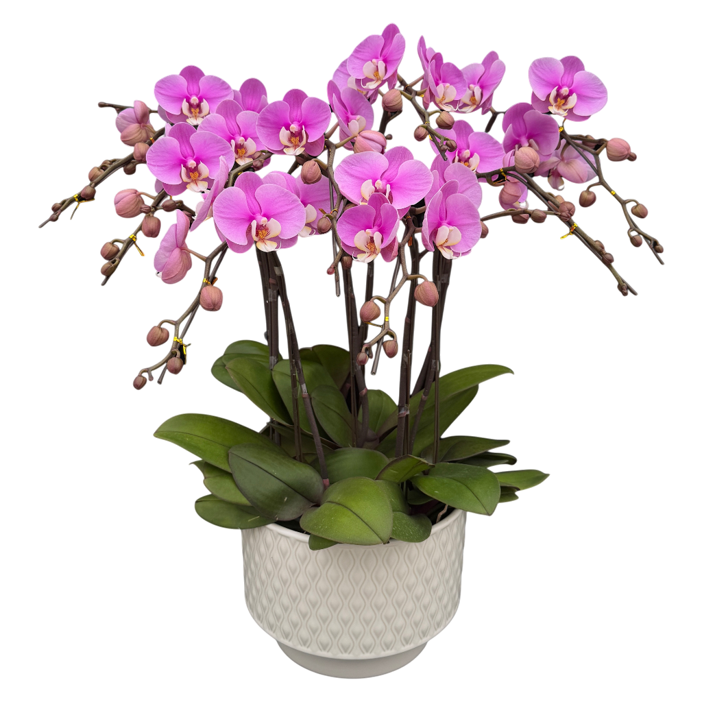 蝴蝶蘭花-安娜陶瓷8383【八苗八梗】