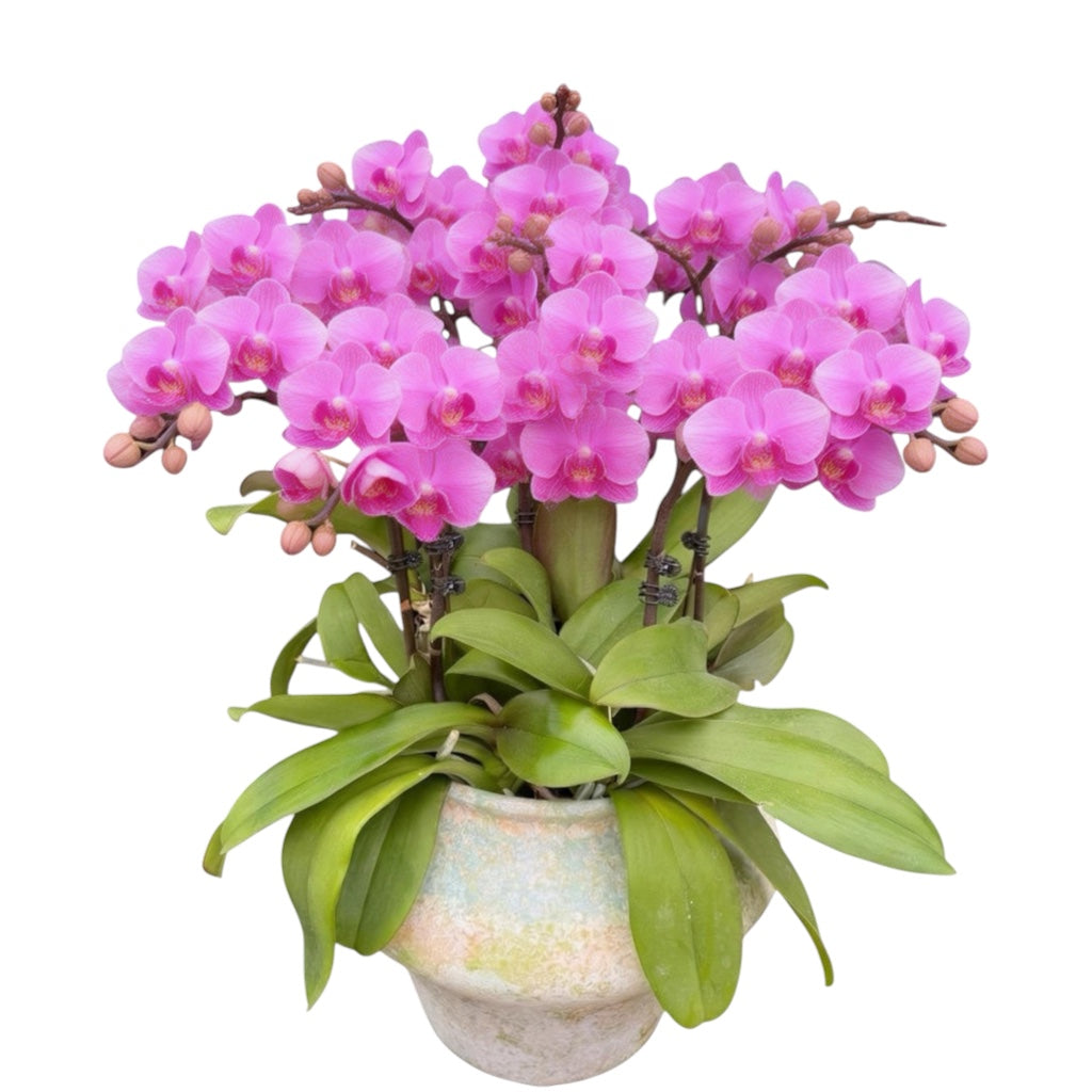 蝴蝶蘭花-粉佳人陶瓷8395【八苗八梗】