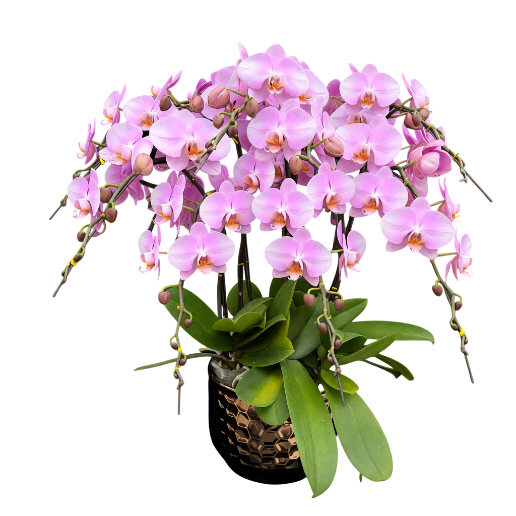 蝴蝶蘭花-女朋友陶瓷8396【六苗六梗】