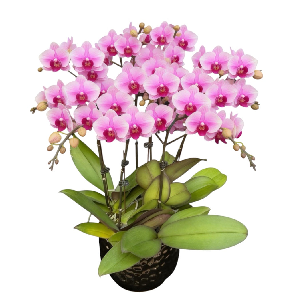 蝴蝶蘭花-第三名陶瓷8398【五苗五梗】