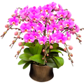 Phalaenopsis Orchid - Anna Ceramics 8399 [Ten Seedlings, Ten Stems]