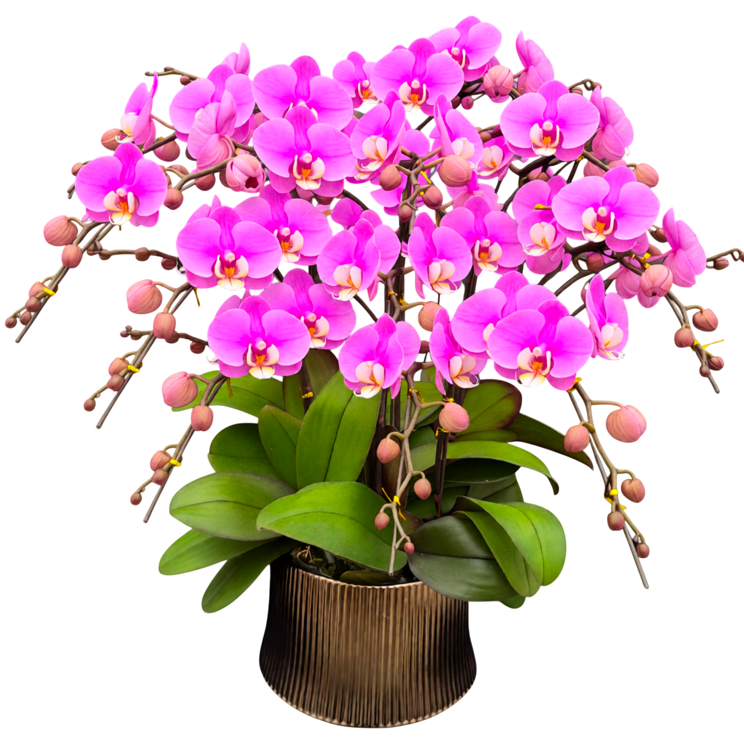 蝴蝶蘭花-安娜陶瓷8399【十苗十梗】