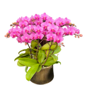 Phalaenopsis Orchid - Pink Lady Ceramics 8401 [Six Seedlings, Six Stems]