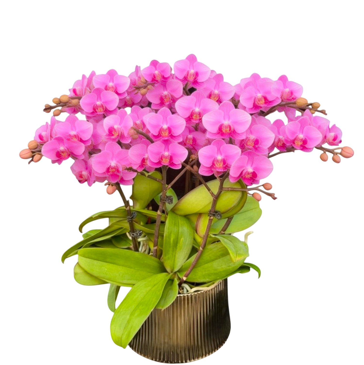 蝴蝶蘭花-粉佳人陶瓷8401【六苗六梗】