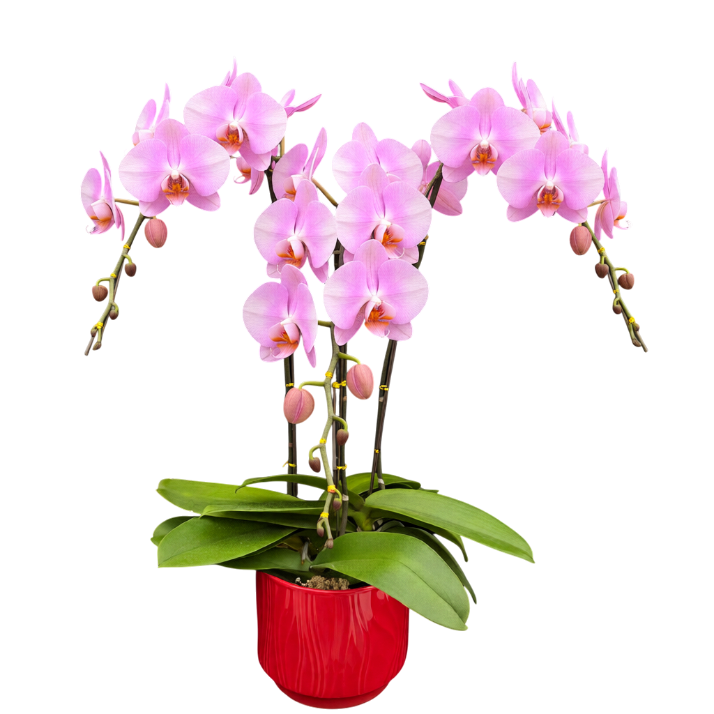 蝴蝶蘭花-女朋友陶瓷8402【三苗三梗】