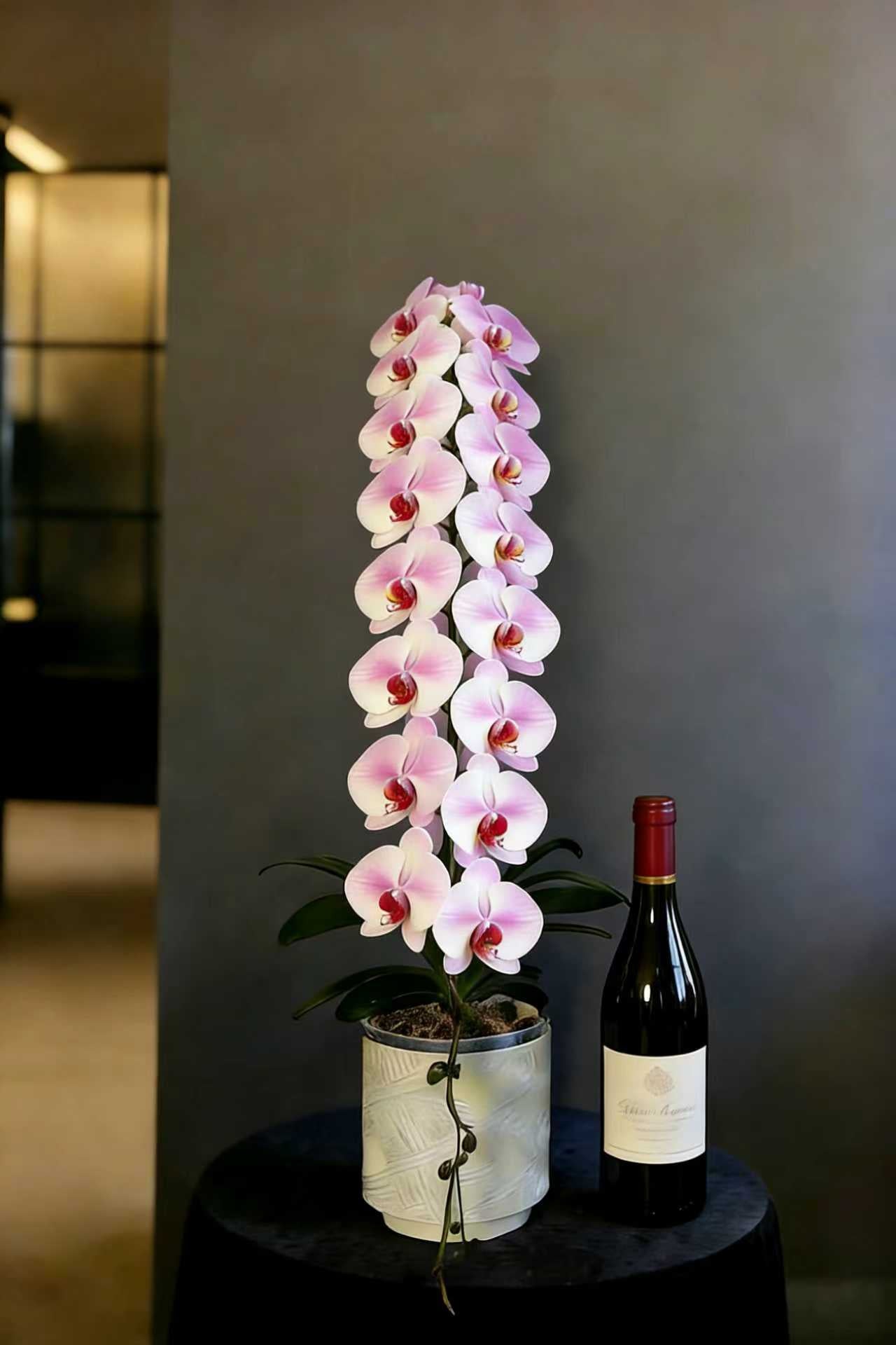 蝴蝶蘭花-婚紗【龍蘭】