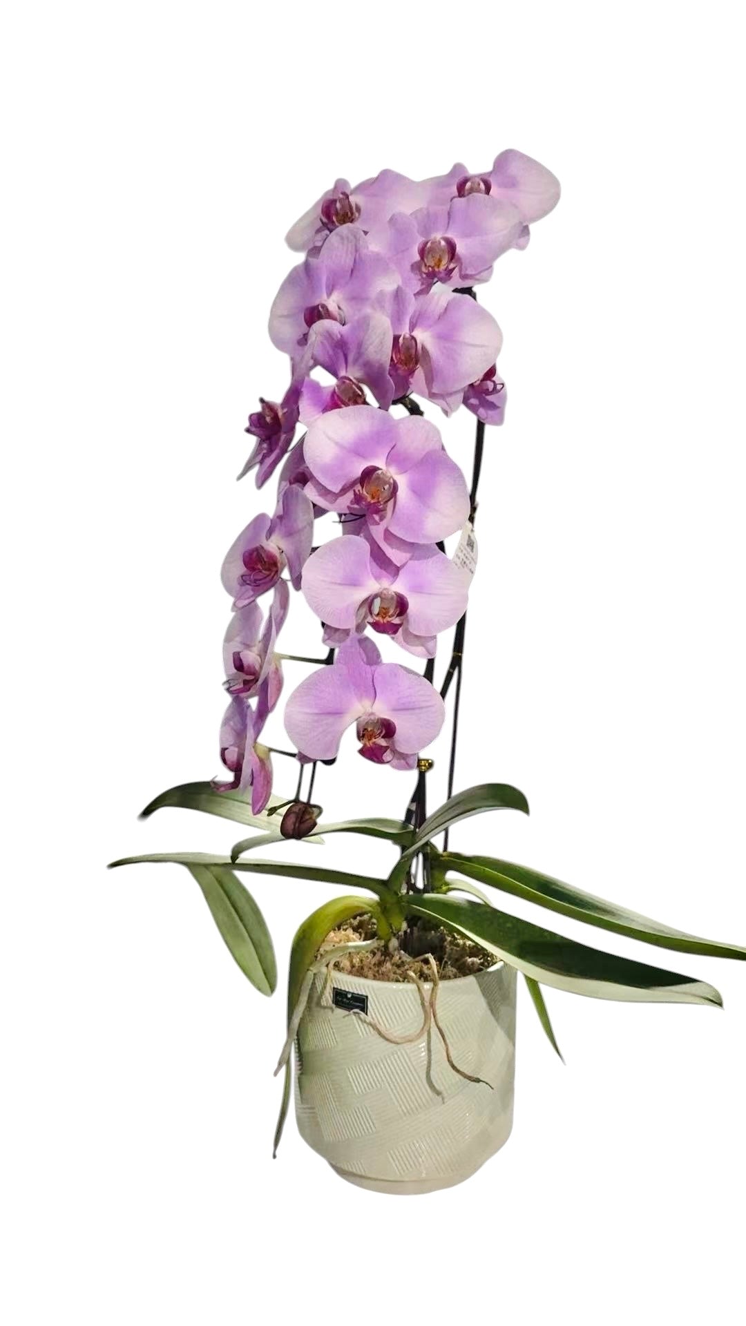 蝴蝶蘭花-粉黛佳人陶瓷【二苗二梗】